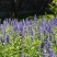 蓝花鼠尾草种子红花，粉花鼠尾草色块景观花海庭院草花种