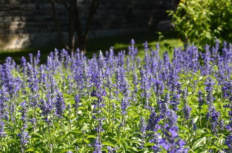 蓝花鼠尾草种子红花，粉花鼠尾草色块景观花海庭院草花种
