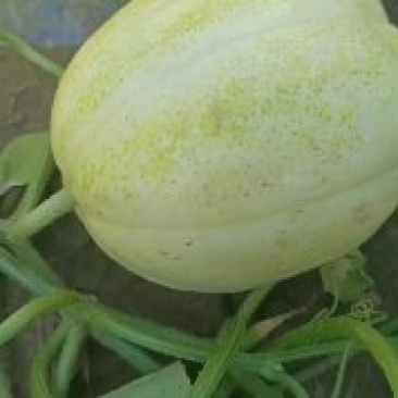 万金早特美甜瓜