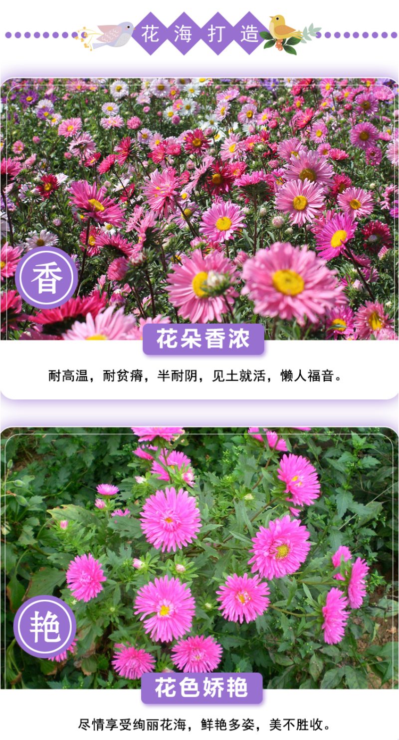 混色彩虹糖果菊花卉种子小雏菊翠菊耐热易种阳台庭院植物种子