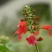 蓝花鼠尾草种子红花，粉花鼠尾草色块景观花海庭院草花种