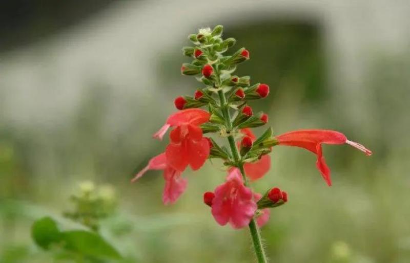 蓝花鼠尾草种子红花，粉花鼠尾草色块景观花海庭院草花种