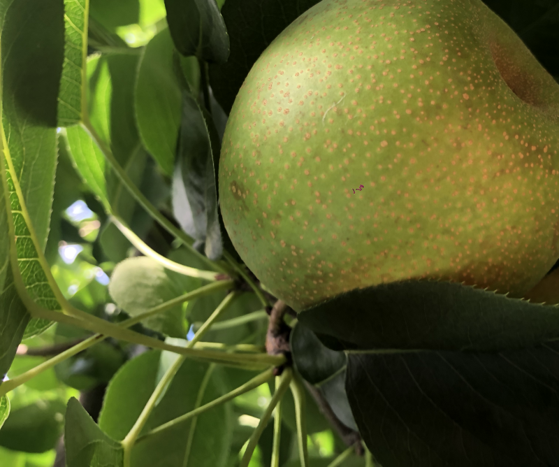 翠冠梨、秋月梨种植