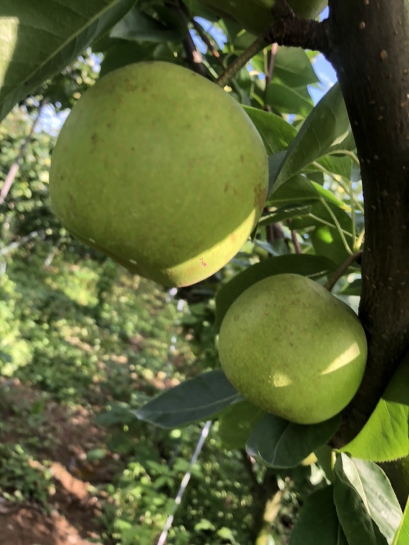 翠冠梨、秋月梨种植