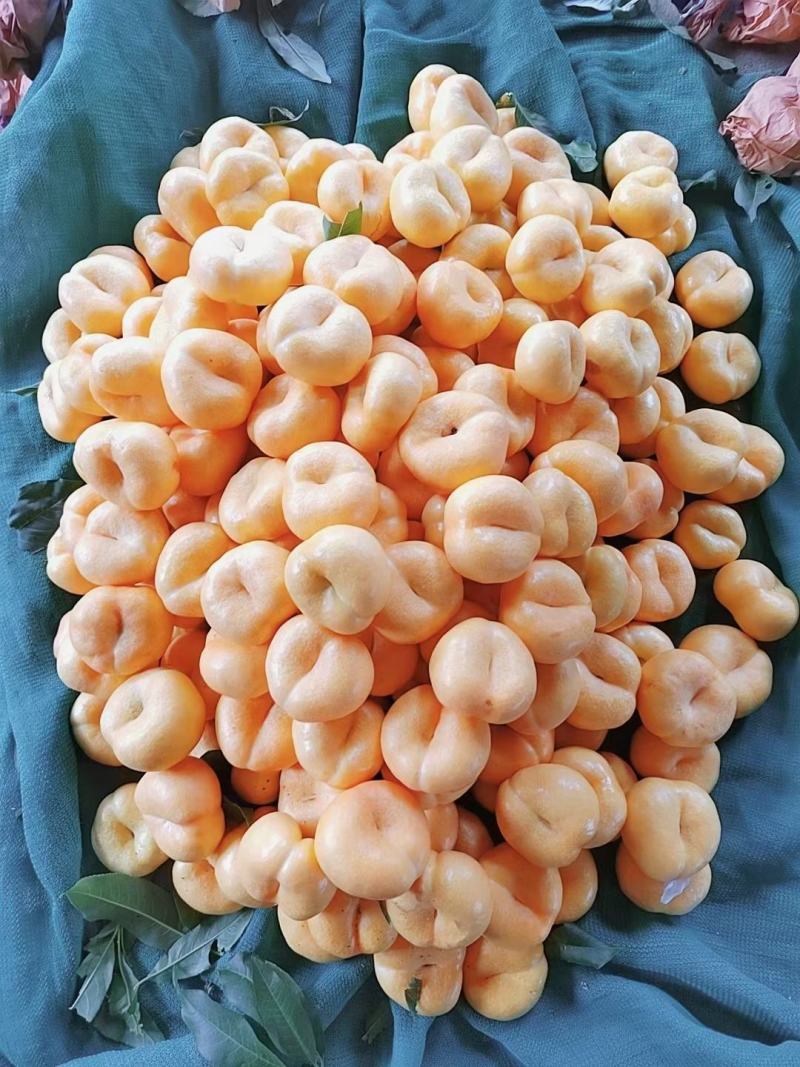 油蟠桃.毛蟠桃批发紫霞蟠桃大量上市口感脆甜货源充足