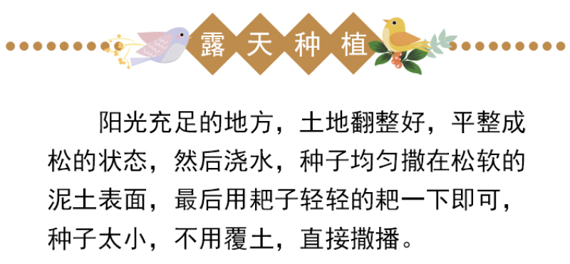 观赏狼尾草种子紫穗狼尾草种子观赏护坡适应性强耐旱