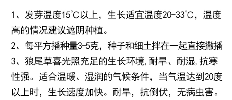 观赏狼尾草种子紫穗狼尾草种子观赏护坡适应性强耐旱