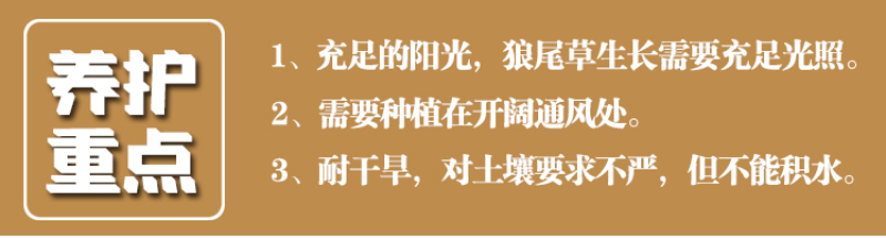观赏狼尾草种子紫穗狼尾草种子观赏护坡适应性强耐旱