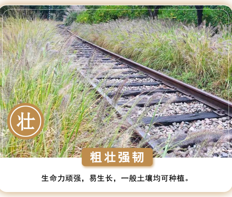 观赏狼尾草种子紫穗狼尾草种子观赏护坡适应性强耐旱