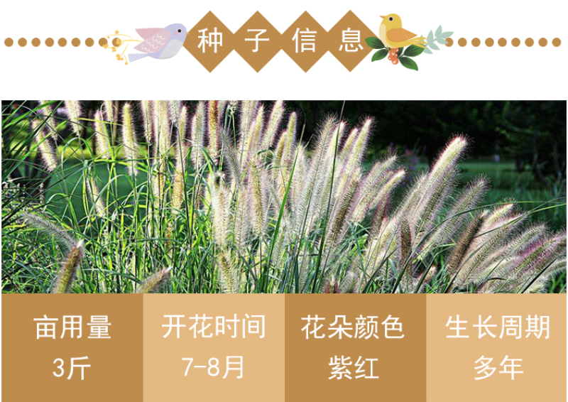 观赏狼尾草种子紫穗狼尾草种子观赏护坡适应性强耐旱