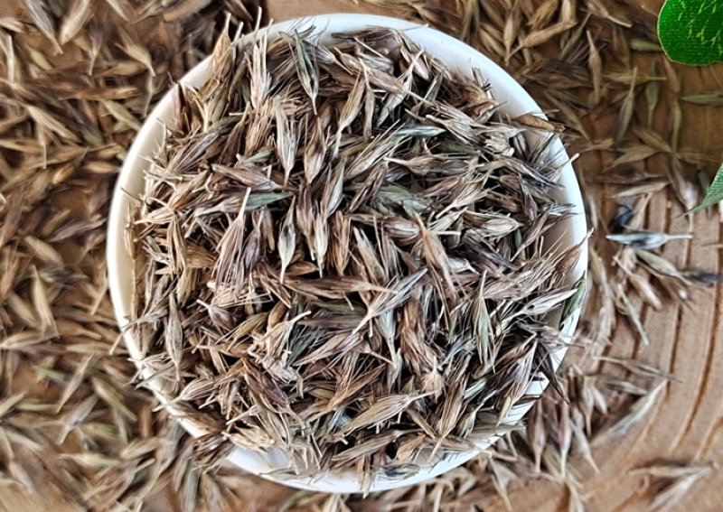 观赏狼尾草种子紫穗狼尾草种子观赏护坡适应性强耐旱