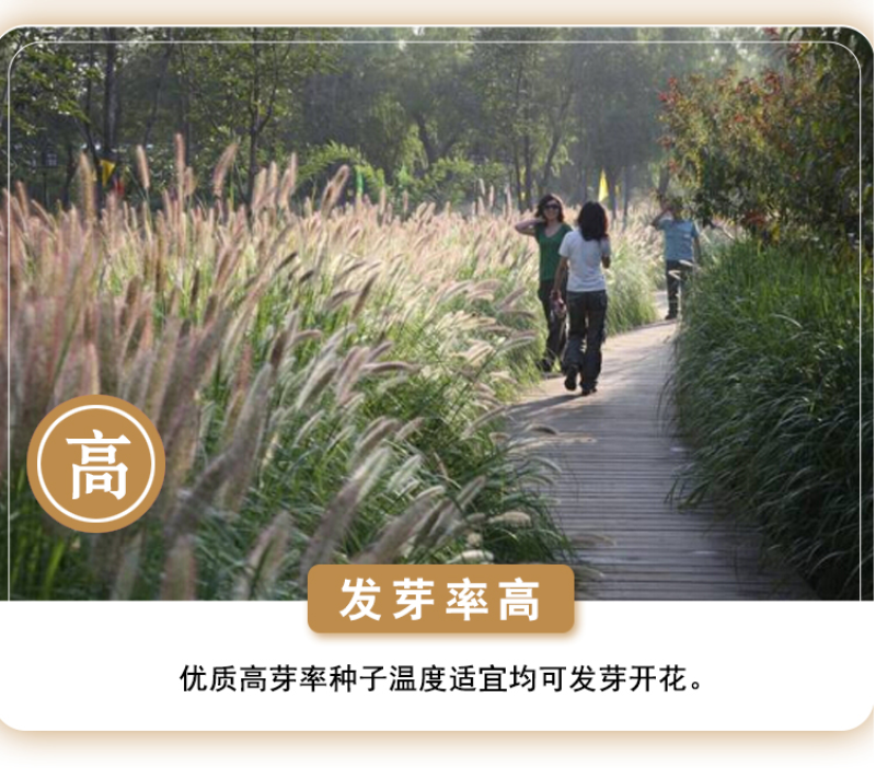 观赏狼尾草种子紫穗狼尾草种子观赏护坡适应性强耐旱