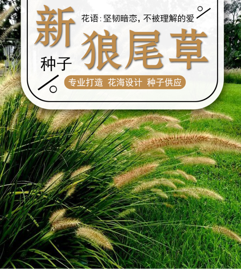 观赏狼尾草种子紫穗狼尾草种子观赏护坡适应性强耐旱