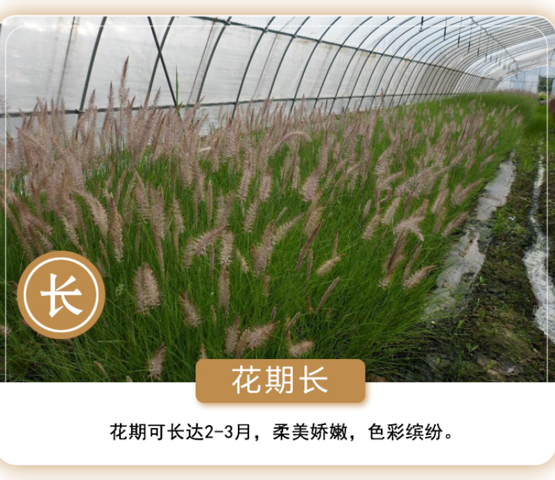观赏狼尾草种子紫穗狼尾草种子观赏护坡适应性强耐旱