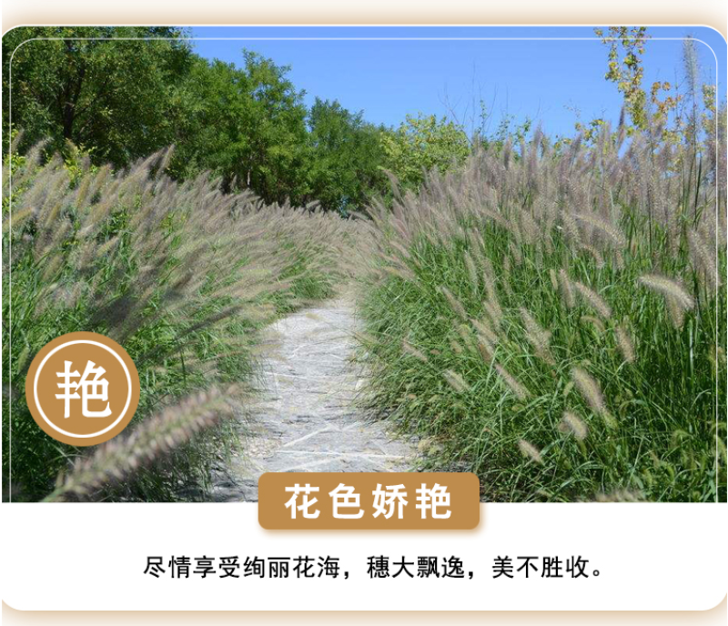 观赏狼尾草种子紫穗狼尾草种子观赏护坡适应性强耐旱