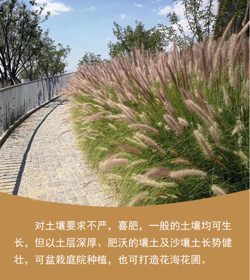 观赏狼尾草种子紫穗狼尾草种子观赏护坡适应性强耐旱