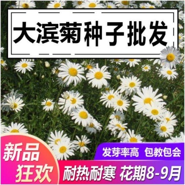 大滨种子新货菊花种子花卉种子四季播花种子包发芽野菊花种子