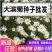 大滨种子新货菊花种子花卉种子四季播花种子包发芽野菊花种子