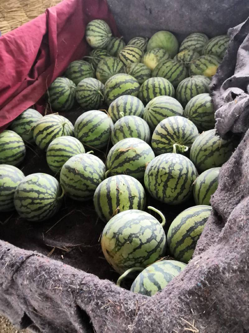 【实力商家】河南开封西瓜美都西瓜发货全国可视频看货