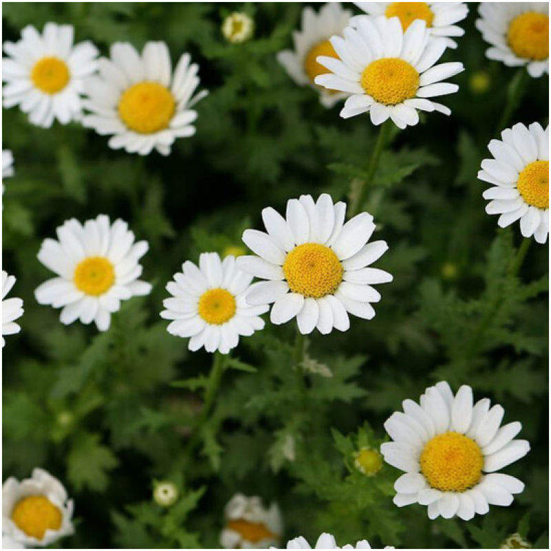 大滨种子新货菊花种子花卉种子四季播花种子包发芽野菊花种子