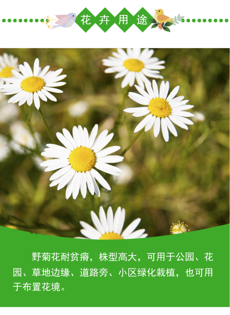 大滨种子新货菊花种子花卉种子四季播花种子包发芽野菊花种子