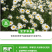 大滨种子新货菊花种子花卉种子四季播花种子包发芽野菊花种子