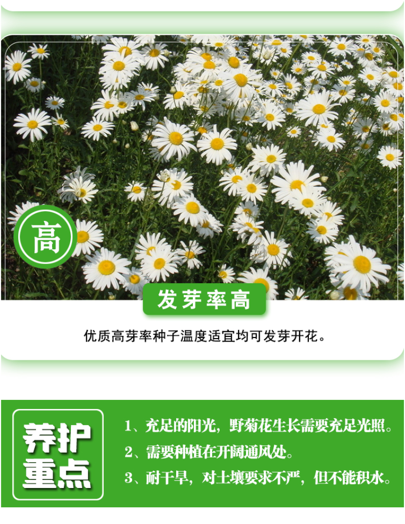 大滨种子新货菊花种子花卉种子四季播花种子包发芽野菊花种子