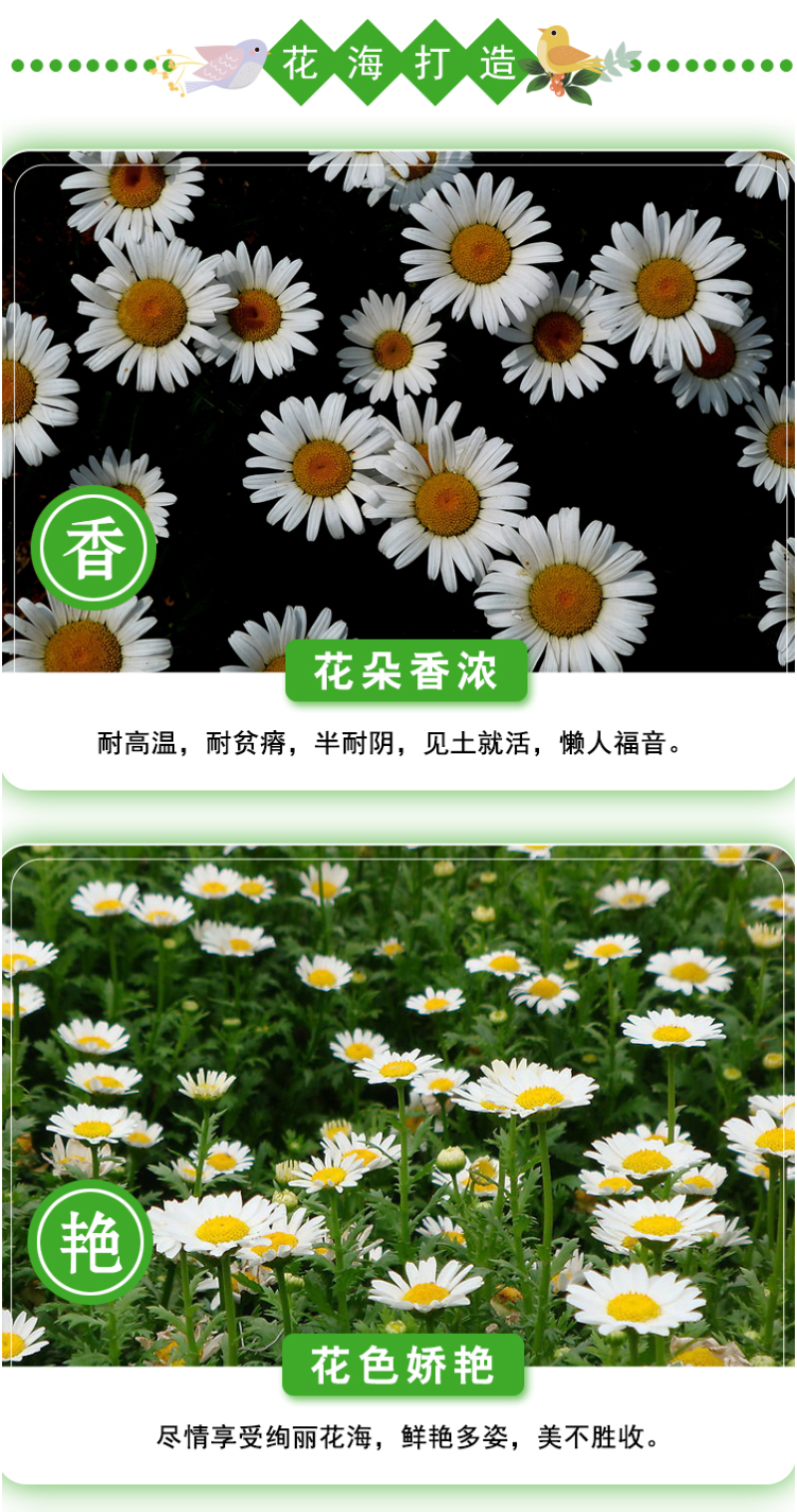 大滨种子新货菊花种子花卉种子四季播花种子包发芽野菊花种子