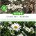 大滨种子新货菊花种子花卉种子四季播花种子包发芽野菊花种子