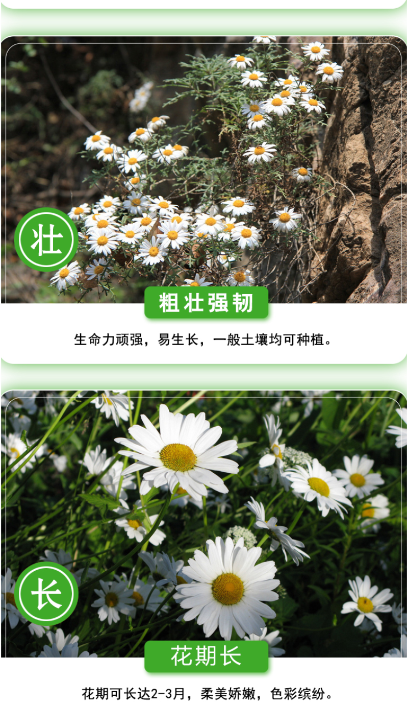 大滨种子新货菊花种子花卉种子四季播花种子包发芽野菊花种子