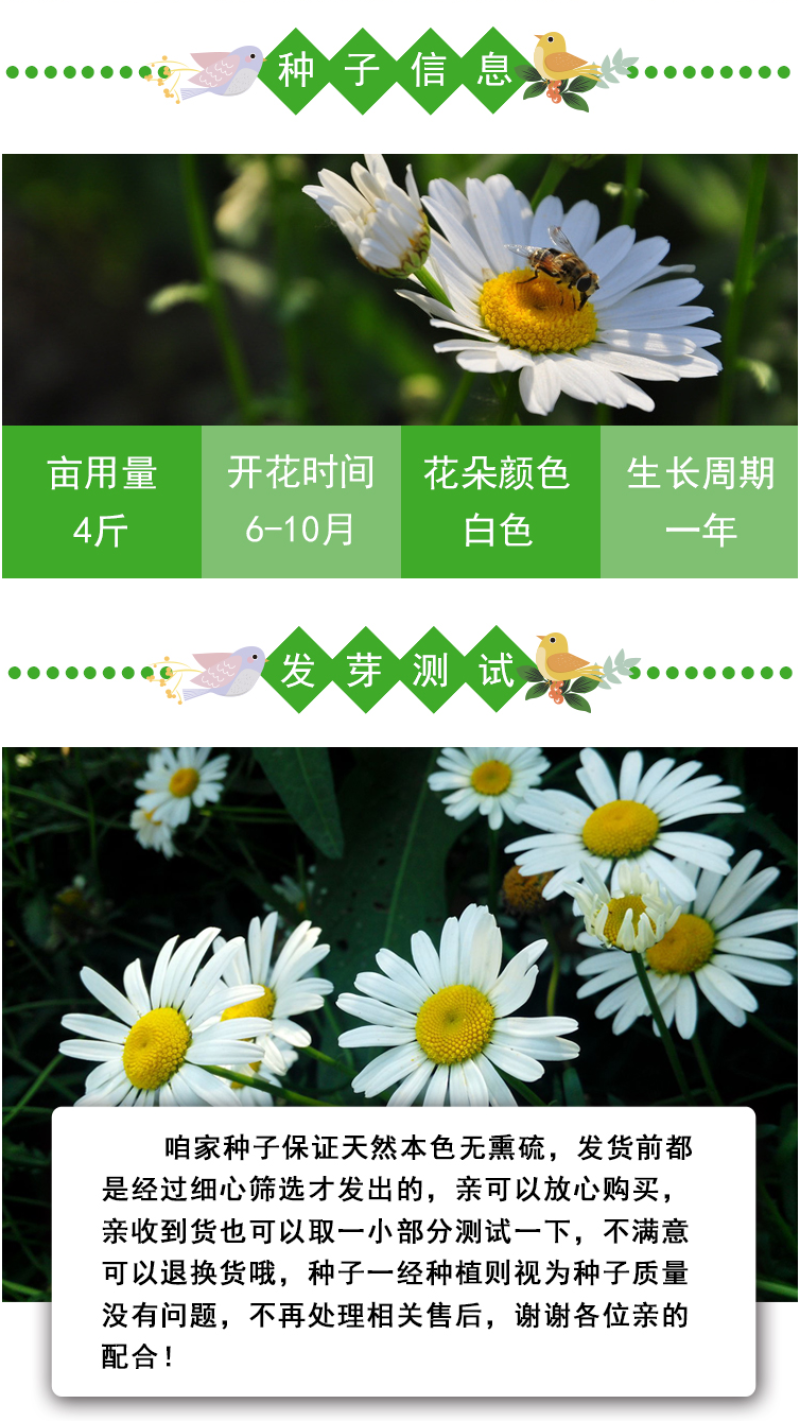 大滨种子新货菊花种子花卉种子四季播花种子包发芽野菊花种子
