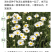 大滨种子新货菊花种子花卉种子四季播花种子包发芽野菊花种子