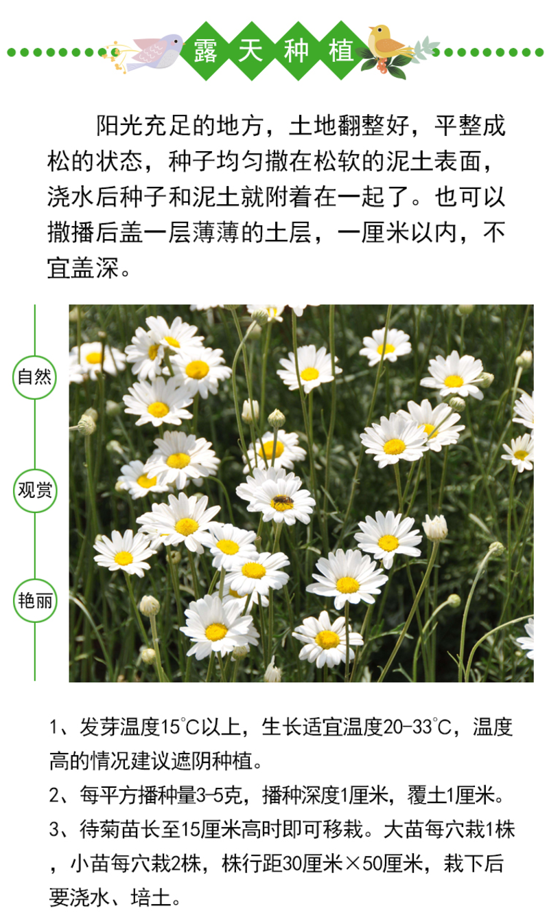 大滨种子新货菊花种子花卉种子四季播花种子包发芽野菊花种子