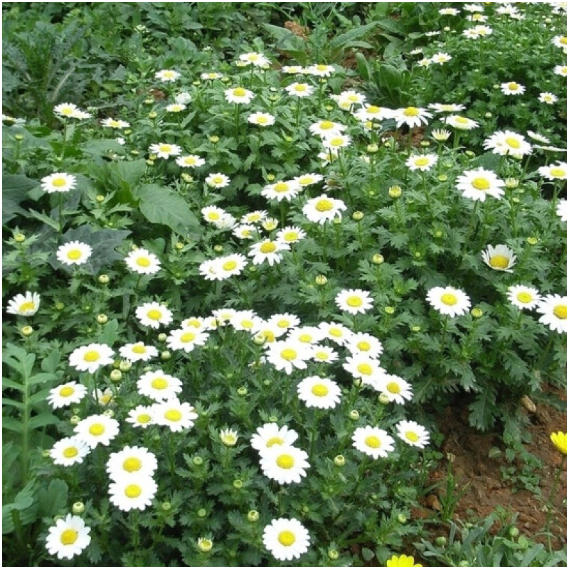 大滨种子新货菊花种子花卉种子四季播花种子包发芽野菊花种子