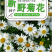 大滨种子新货菊花种子花卉种子四季播花种子包发芽野菊花种子