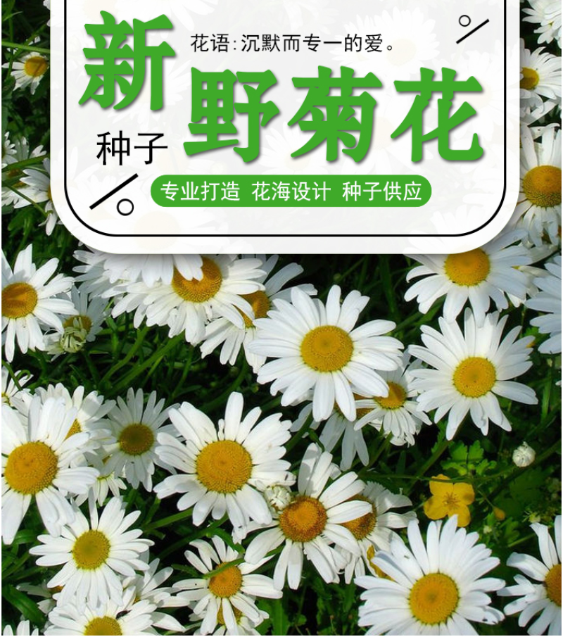 大滨种子新货菊花种子花卉种子四季播花种子包发芽野菊花种子