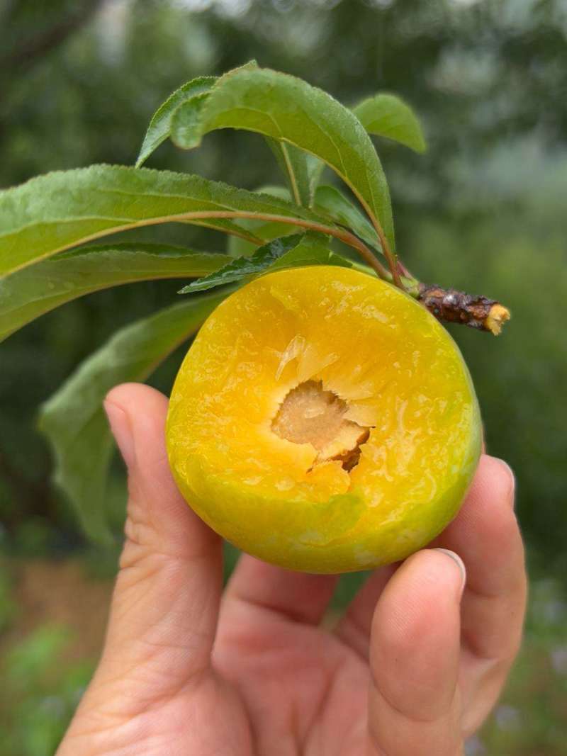 蜂糖李