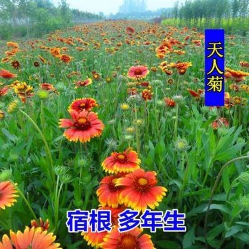 天人菊种子耐寒秋播多年生花籽园林景花海观绿化花卉种子