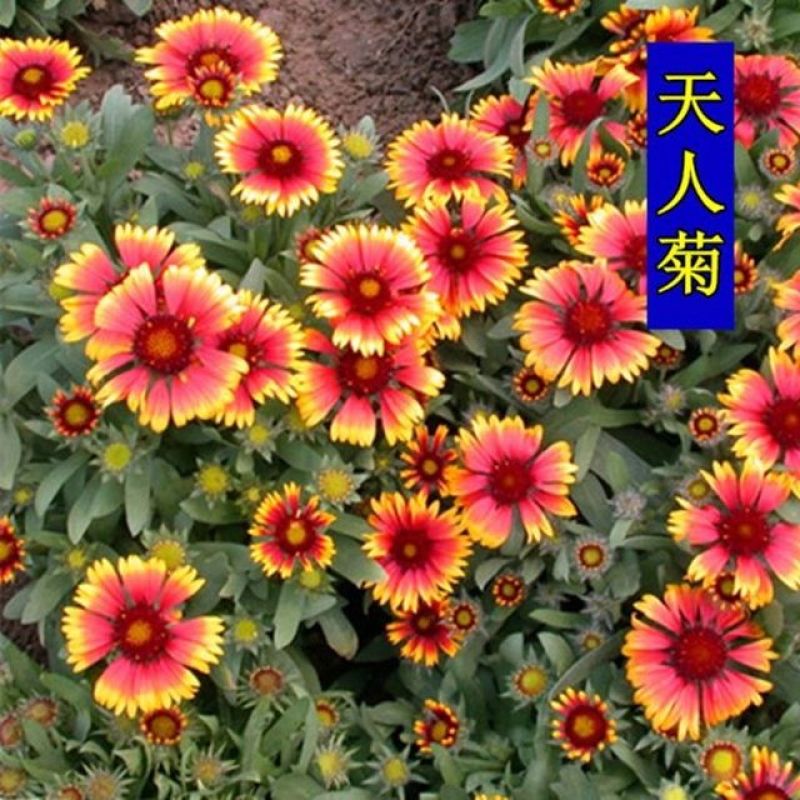 天人菊种子耐寒秋播多年生花籽园林景花海观绿化花卉种子