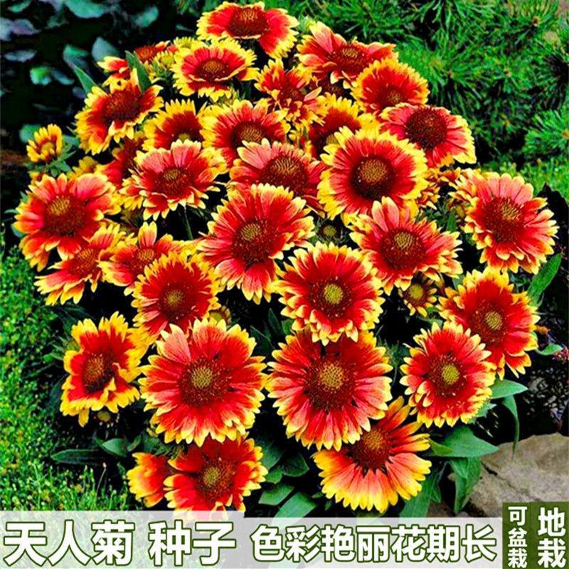 天人菊种子耐寒秋播多年生花籽园林景花海观绿化花卉种子