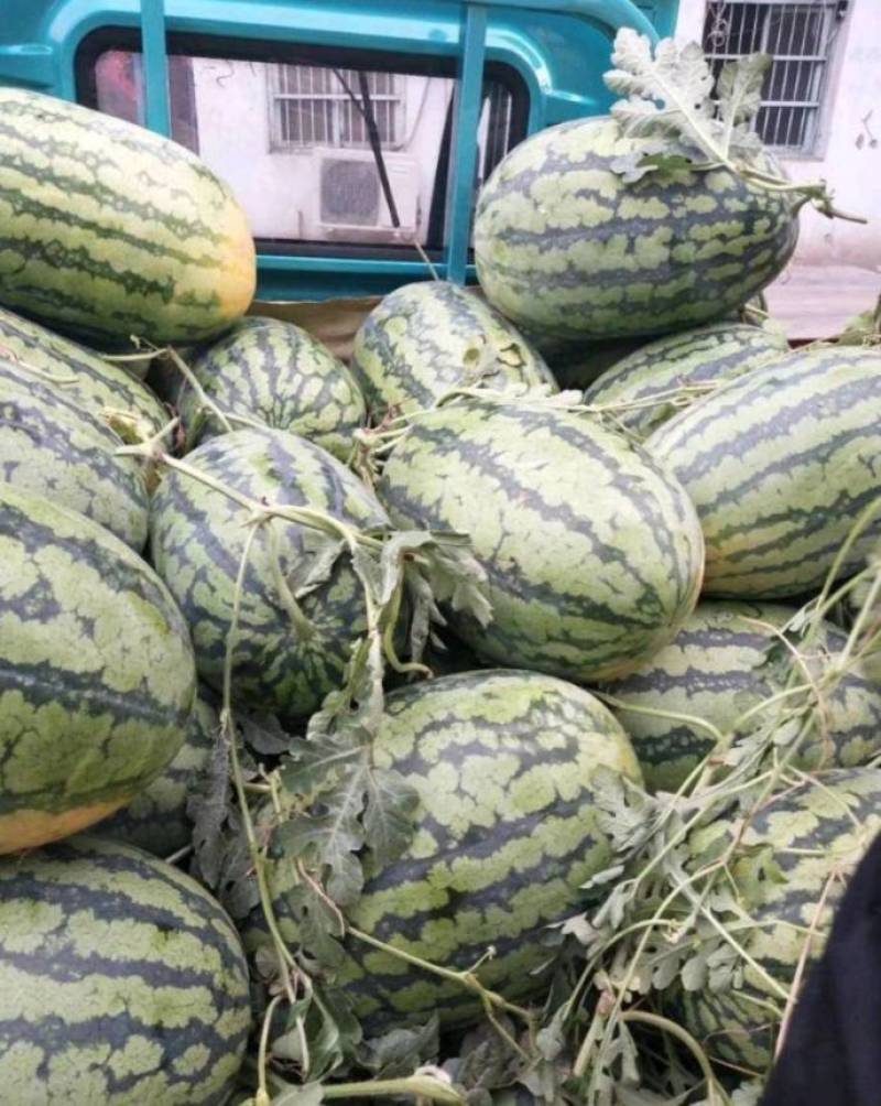 精品冠龙西瓜产地直发皮薄多汁优质西瓜质优价廉