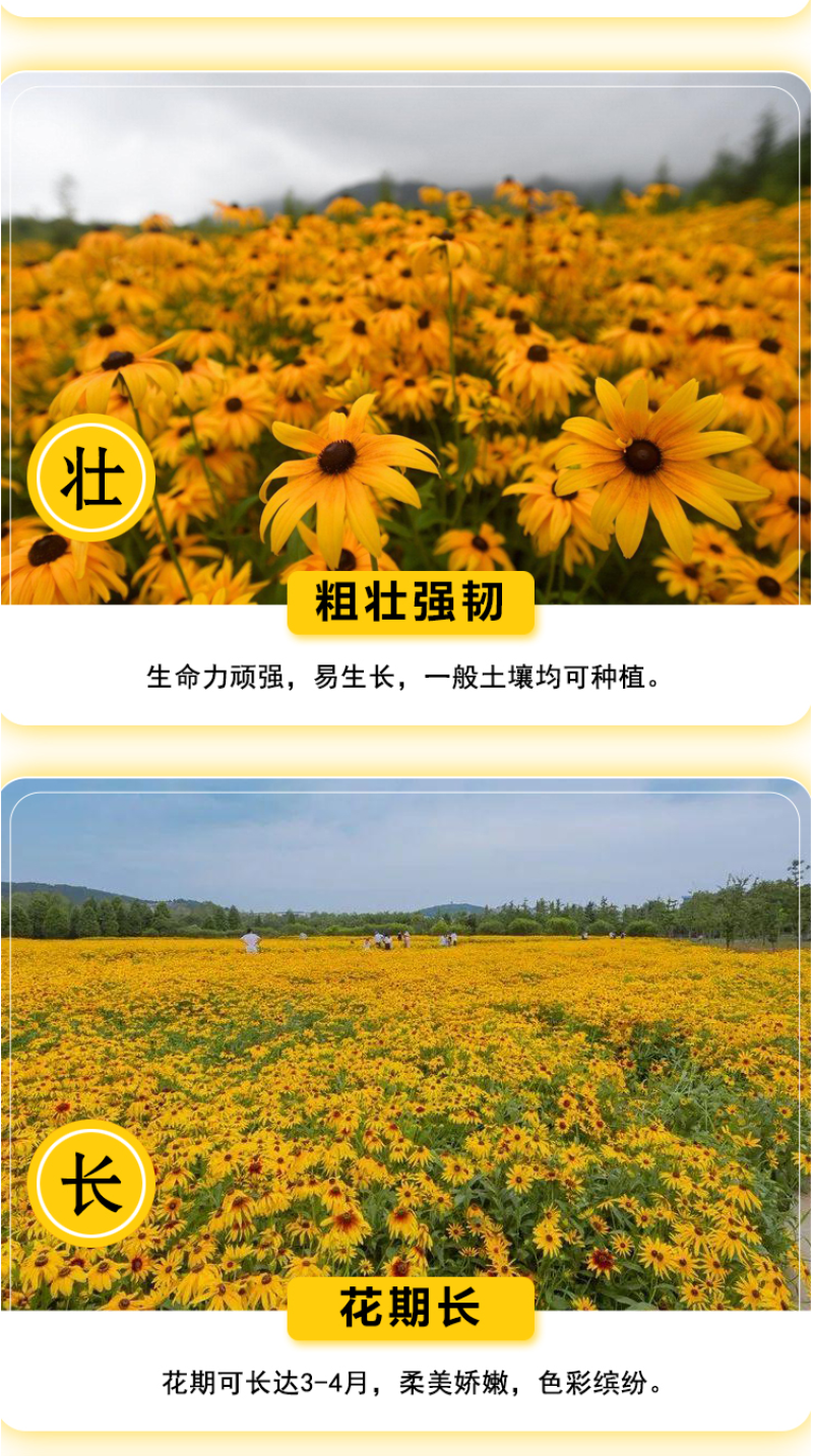 金光菊种子黄金菊种子永生菊种子多年生花草种子四季易活花种