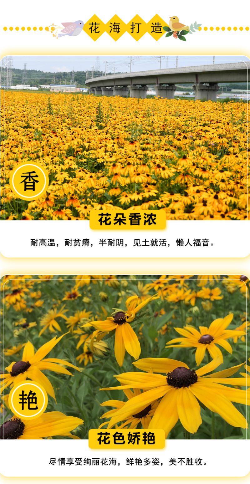 金光菊种子黄金菊种子永生菊种子多年生花草种子四季易活花种