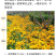 金光菊种子黄金菊种子永生菊种子多年生花草种子四季易活花种