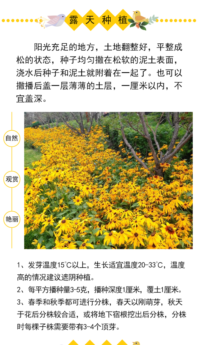 金光菊种子黄金菊种子永生菊种子多年生花草种子四季易活花种