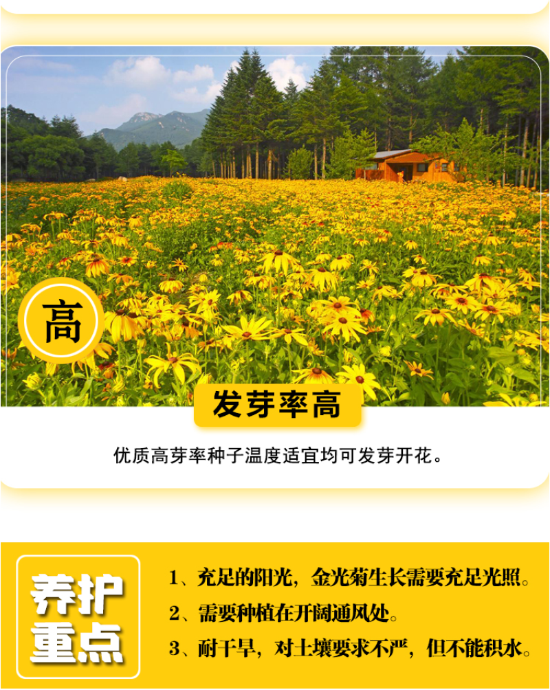 金光菊种子黄金菊种子永生菊种子多年生花草种子四季易活花种