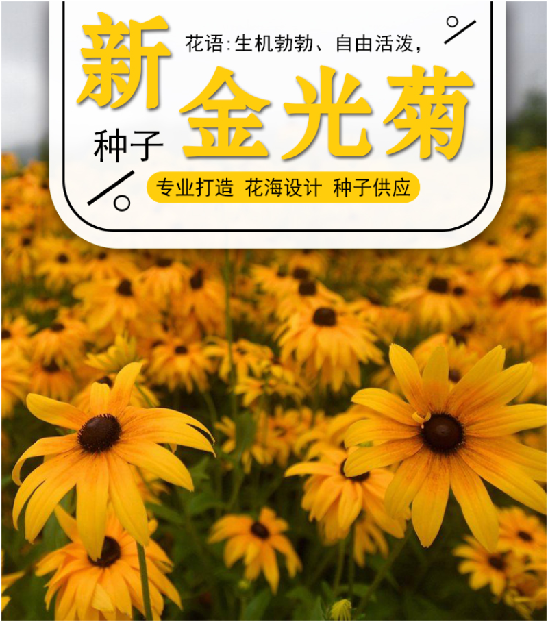 金光菊种子黄金菊种子永生菊种子多年生花草种子四季易活花种