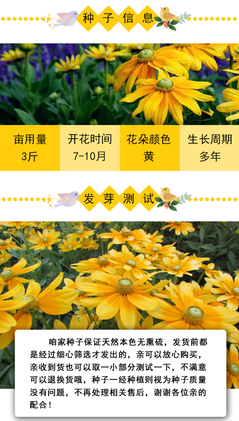 金光菊种子黄金菊种子永生菊种子多年生花草种子四季易活花种