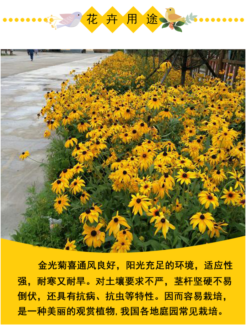 金光菊种子黄金菊种子永生菊种子多年生花草种子四季易活花种