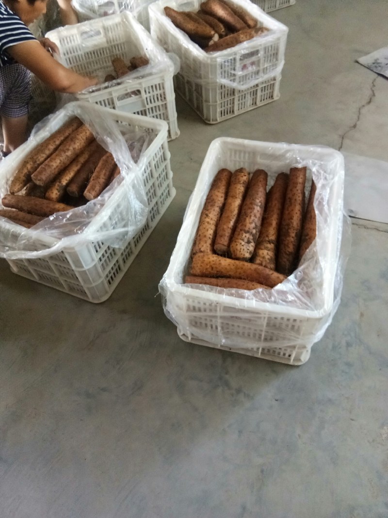 大量供应山药常年供货